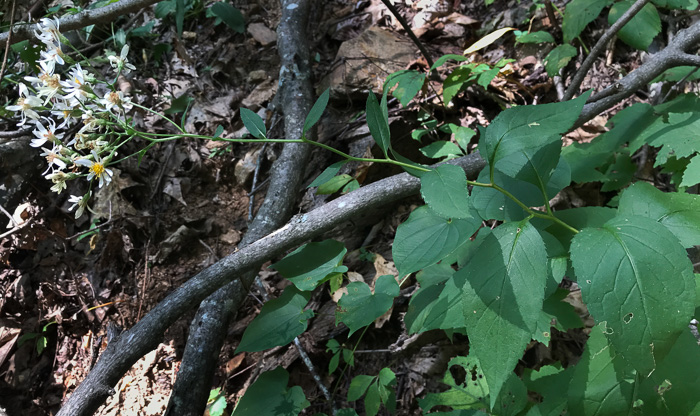 image of Eurybia macrophylla, Large-leaf Aster, Bigleaf Aster