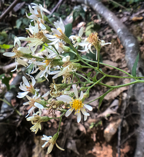 Eurybia macrophylla, Large-leaf Aster, Bigleaf Aster