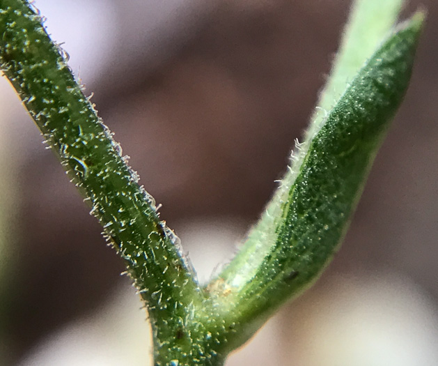 Eurybia macrophylla, Large-leaf Aster, Bigleaf Aster