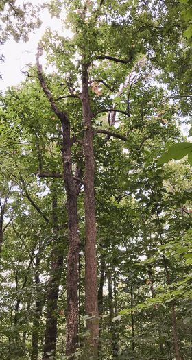 image of Magnolia acuminata var. acuminata, Cucumber Magnolia, Cucumber-tree