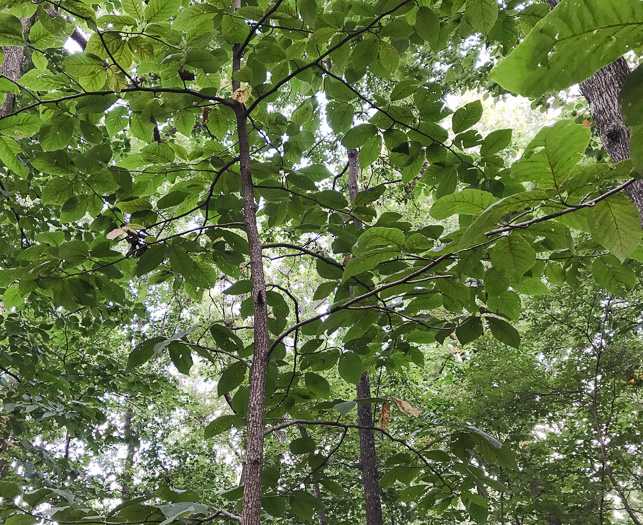 image of Magnolia acuminata var. acuminata, Cucumber Magnolia, Cucumber-tree