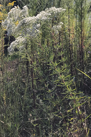 image of Eupatorium torreyanum, Torrey's Thoroughwort, Torrey's Eupatorium