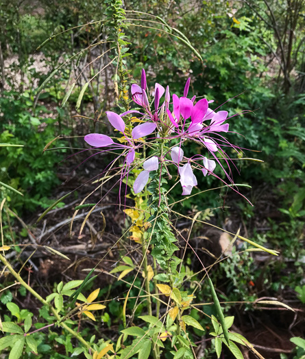 image of Tarenaya species 1, Cleome, Spiderflower, Pinkqueen