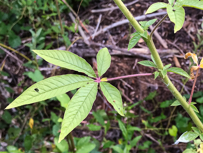 spines