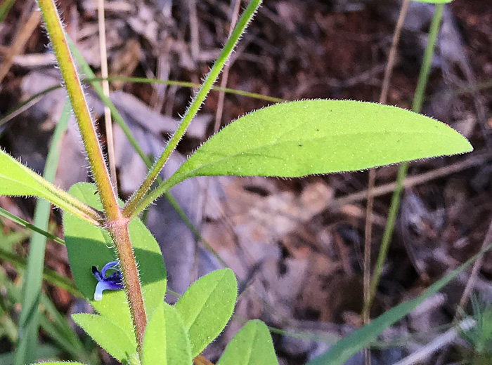 image of Trichostema dichotomum, Common Blue Curls, Forked Blue Curls