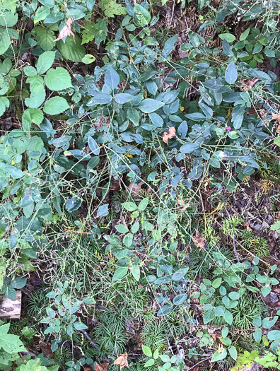 image of Desmodium laevigatum, Smooth Tick-trefoil