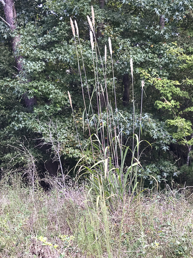 image of Erianthus alopecuroides, Silver Plumegrass