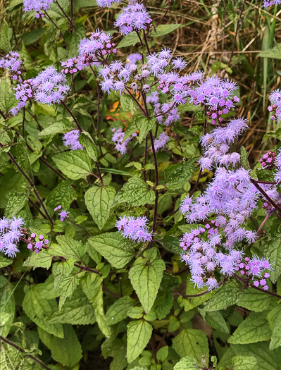 image of Conoclinium coelestinum, Mistflower, Wild Ageratum, Hardy Ageratum