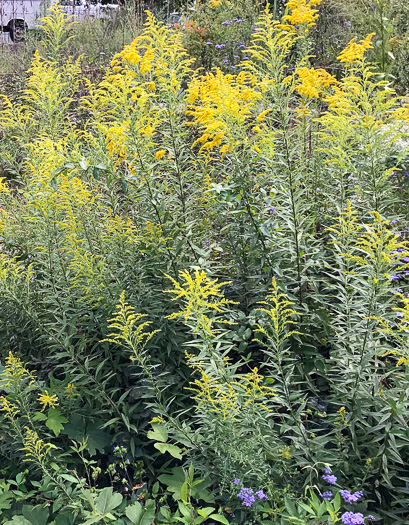 image of Solidago altissima var. altissima, Tall Goldenrod, Field Goldenrod, Common Goldenrod