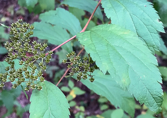 image of Spiraea japonica, Japanese Spiraea