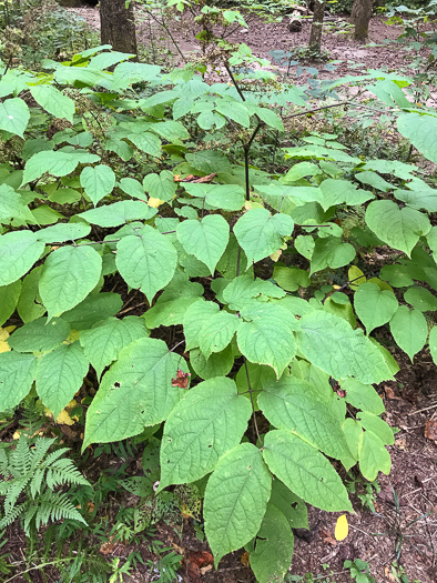 image of Aralia racemosa, Spikenard, Hungry-root