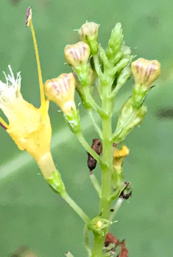 image of Collinsonia canadensis, Northern Horsebalm, Citronella, Canada Stoneroot, Canada Horsebalm