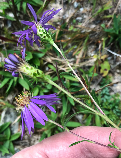 image of Eurybia surculosa, Creeping Aster, Michaux's Wood-Aster