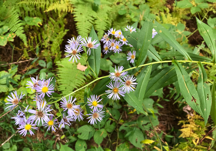 image of Symphyotrichum puniceum var. puniceum, Purplestem Aster, Swamp Aster