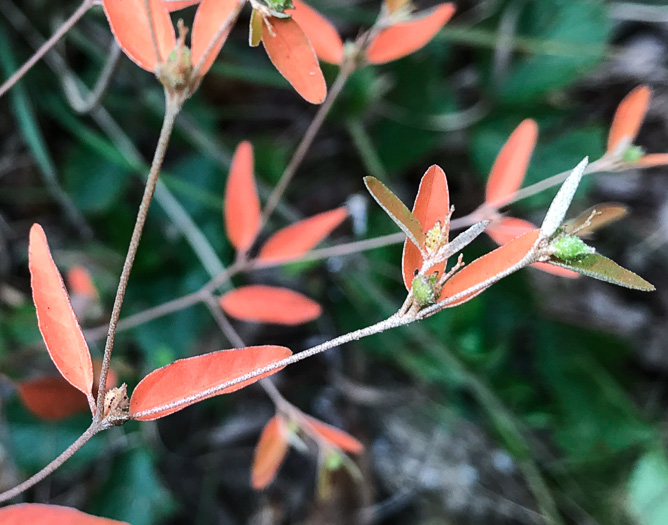 image of Croton willdenowii, Outcrop Rushfoil, Willdenow's Croton, Glade Rushfoil, Broadleaf Rushfoil