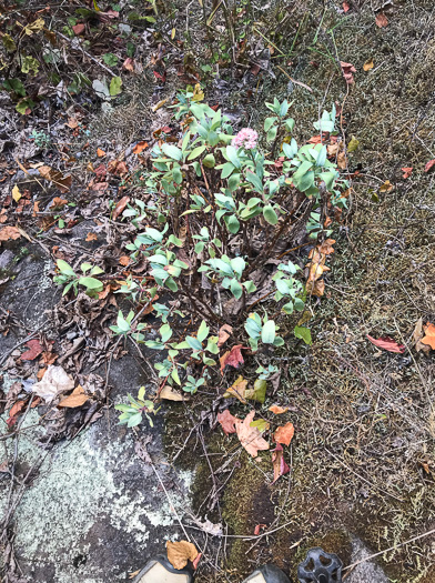 image of Hylotelephium telephioides, Allegheny Live-forever, Cliff Orpine, Allegheny Stonecrop