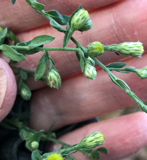 Symphyotrichum undulatum, Wavyleaf Aster