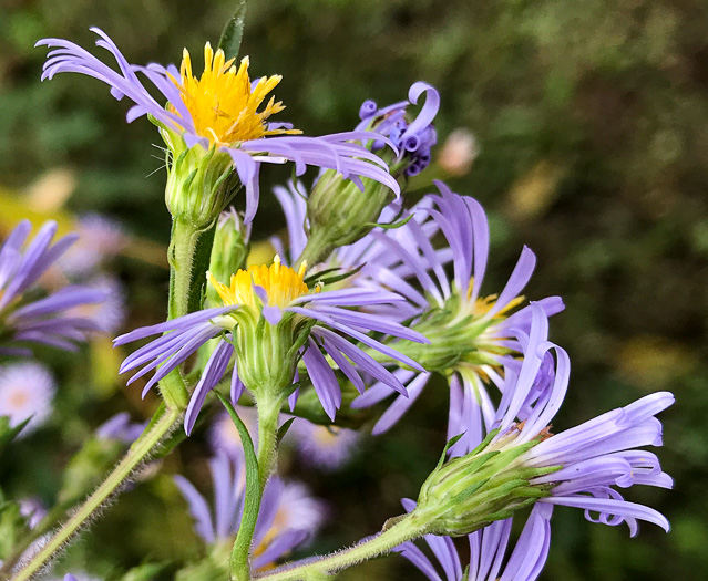 image of Symphyotrichum puniceum var. puniceum, Purplestem Aster, Swamp Aster