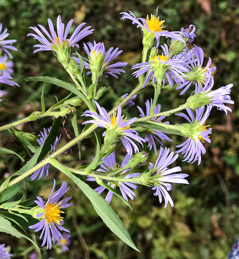 image of Symphyotrichum puniceum var. puniceum, Purplestem Aster, Swamp Aster