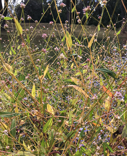 image of Persicaria sagittata, Arrowleaf Tearthumb, Arrowvine, Scratch-grass