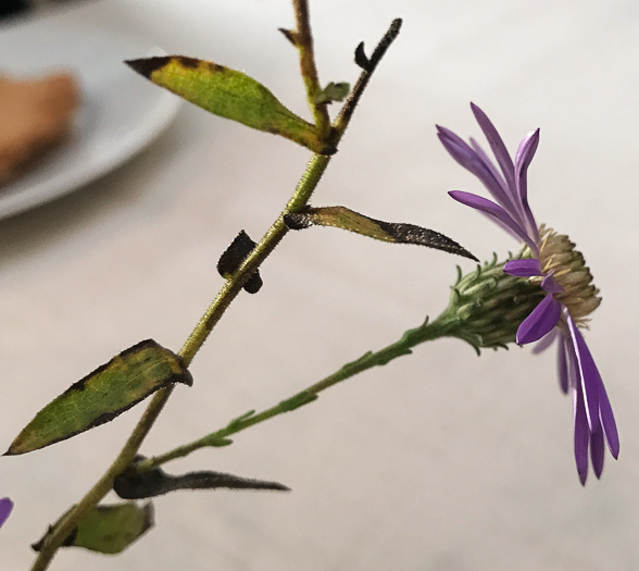 image of Symphyotrichum georgianum, Georgia Aster