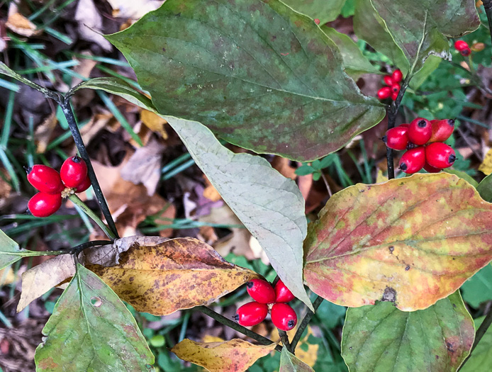 image of Benthamidia florida, Flowering Dogwood