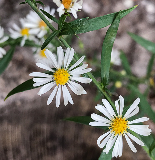 image of Symphyotrichum pilosum var. pilosum, Frost Aster, White Heath Aster