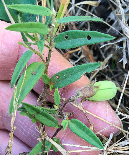 image of Crotalaria sagittalis, Arrowhead Rattlebox, Common Rattlebox