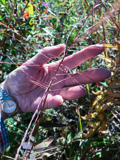 image of Gymnopogon ambiguus, Eastern Skeletongrass, Eastern Beardgrass, Bearded Skeletongrass, Broadleaf Beardgrass