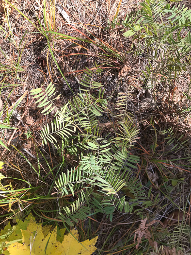 image of Tephrosia virginiana, Virginia Goat's Rue, Devil's Shoestrings