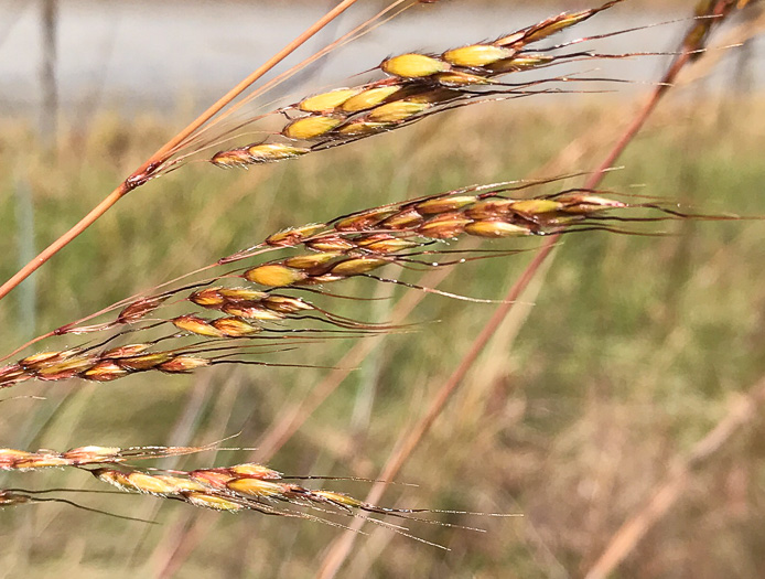 image of Sorghastrum nutans, Yellow Indiangrass, Prairie Indiangrass