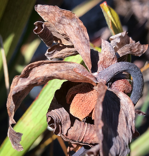 image of Sarracenia jonesii, Mountain Sweet Pitcherplant