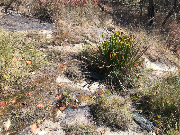 image of Sarracenia jonesii, Mountain Sweet Pitcherplant