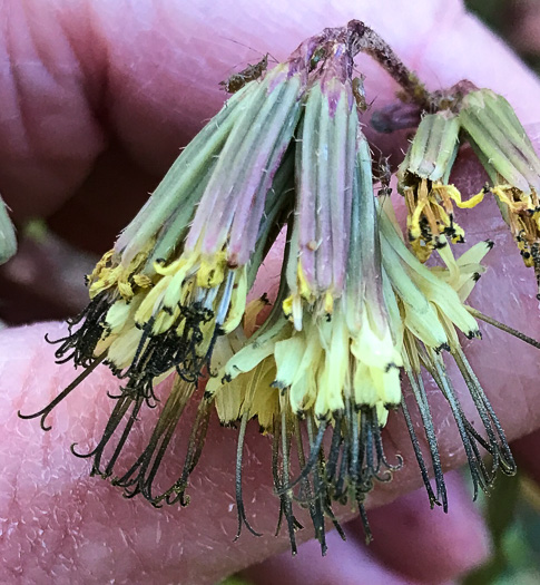 image of Nabalus serpentaria, Lion's-foot Rattlesnake-root, Gall-of-the-Earth