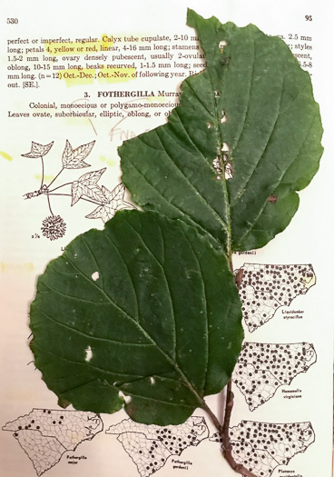 Fothergilla major, Large Witch-alder, Mountain Witch-alder, Fothergilla