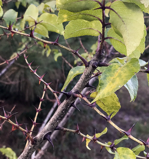 image of Zanthoxylum clava-herculis, Southern Toothache Tree, Hercules-club, Sea-ash, Southern Prickly-ash