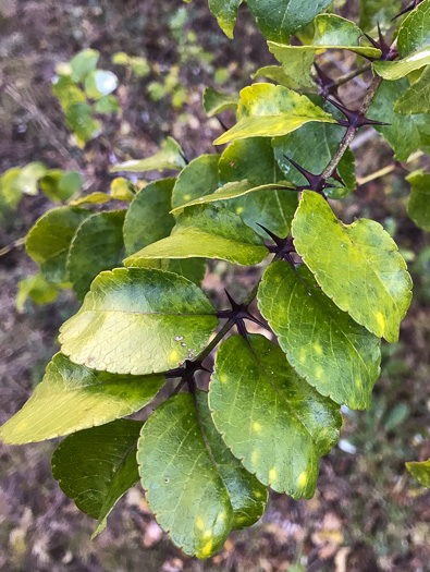 image of Zanthoxylum clava-herculis, Southern Toothache Tree, Hercules-club, Sea-ash, Southern Prickly-ash