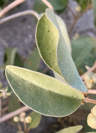 image of Croton punctatus, Silverleaf Croton, Gulf Croton, Beach-tea