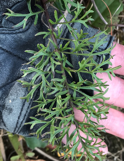 image of Packera millefolium, Blue Ridge Ragwort, Yarrowleaf Ragwort, Divided-leaf Ragwort, Blue Ridge Groundsel