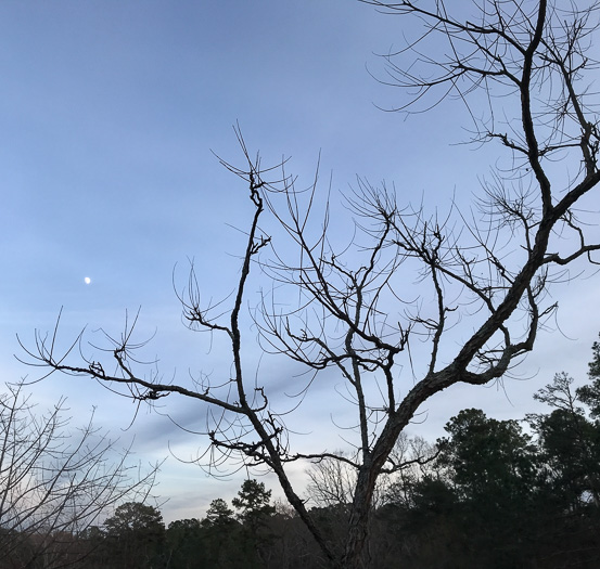 image of Gymnocladus dioicus, Kentucky Coffeetree, Kentucky Mahogany