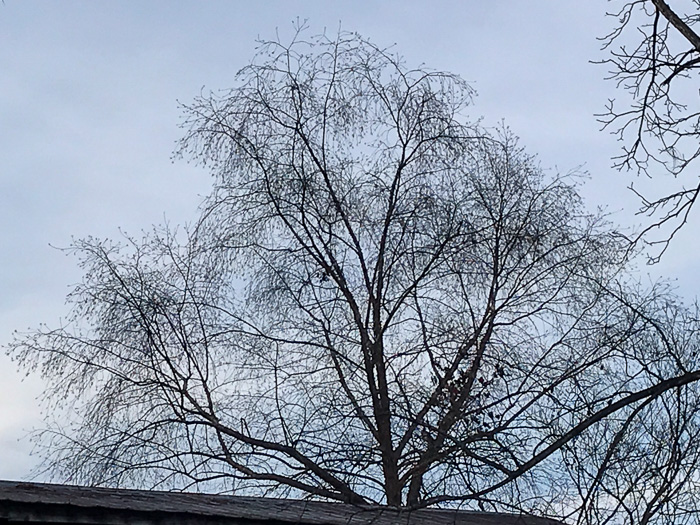 image of Betula nigra, River Birch, Red Birch