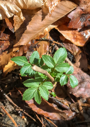 image of Sambucus canadensis, Common Elderberry, American Elder