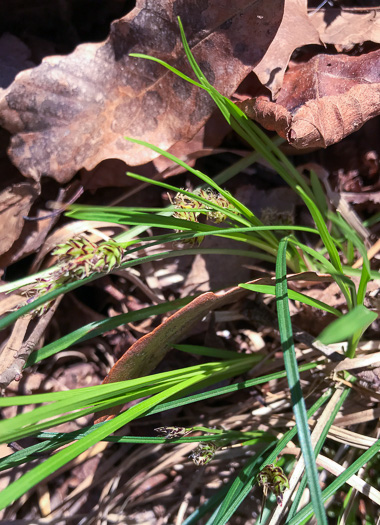 image of Carex nigromarginata, Black-edged Sedge