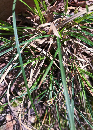 image of Carex nigromarginata, Black-edged Sedge