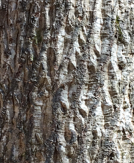 image of Carya tomentosa, Mockernut Hickory, White Hickory