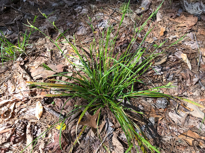 image of Carex blanda, Eastern Woodland Sedge, Charming Sedge