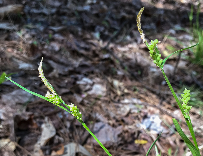 image of Carex blanda, Eastern Woodland Sedge, Charming Sedge