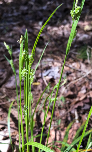 image of Carex blanda, Eastern Woodland Sedge, Charming Sedge