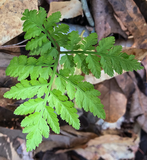image of Botrypus virginianus, Rattlesnake Fern, Sang-find