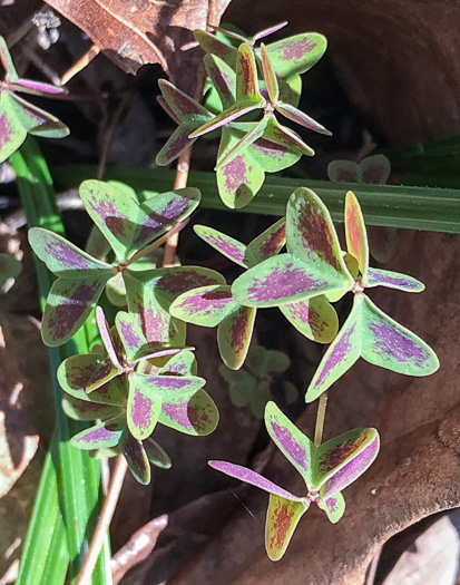 image of Oxalis violacea, Violet Wood-sorrel